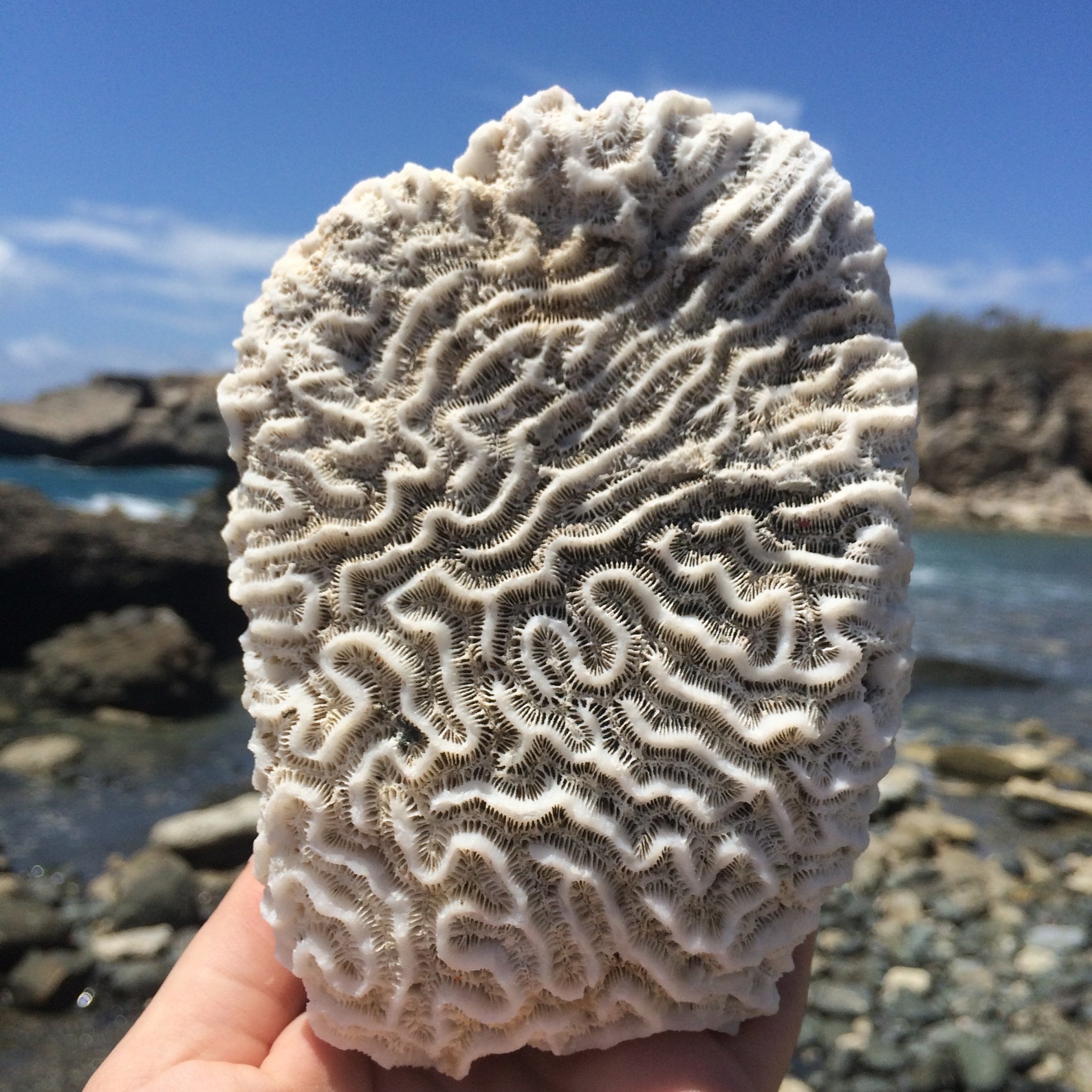 Brain Coral Fossil Collecting Natural White Coral Fossils Etsy