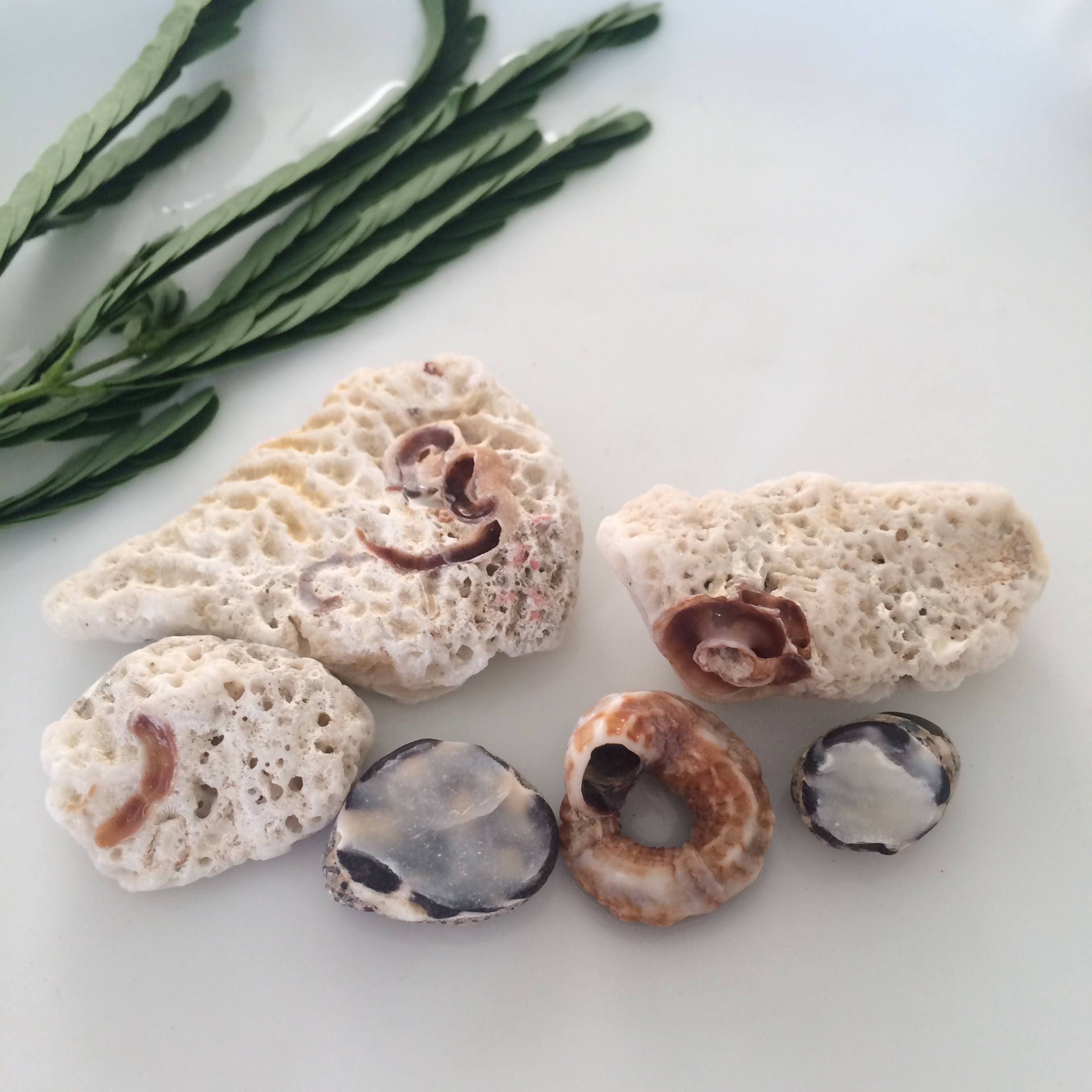 Sea Rocks Caribbean Beach Finds Fossil Corals Surf Tumbled Rare Coral Fossils White Fossils Vase Fillers Beach Decor Craft Supplies