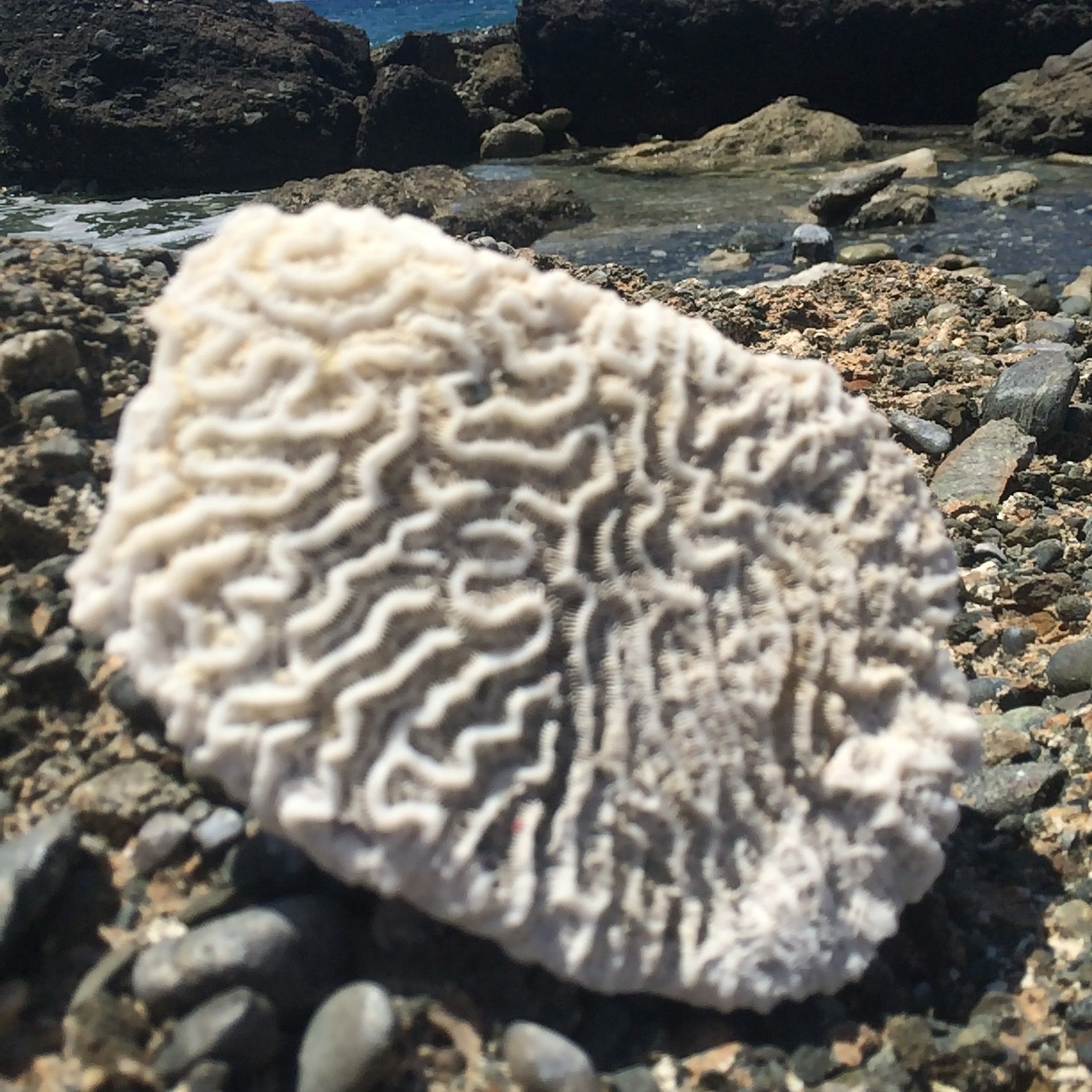Brain Coral Fossil Collecting Natural White Coral Fossils Etsy
