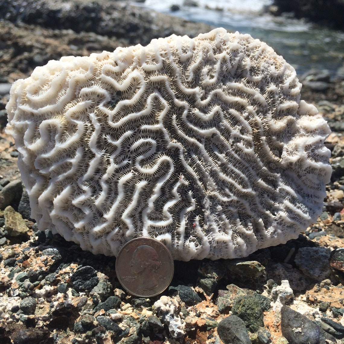 Brain Coral Fossil Collecting Natural White Coral Fossils Etsy