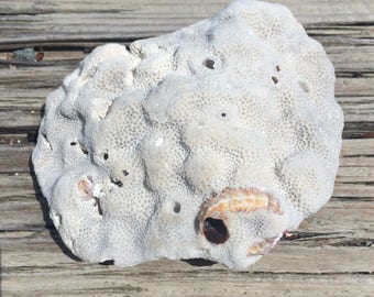 Fossil Coral Rock, Natural White Coral Fossil, Beach Decor, Old Fossils, Collectibles, Coastal Decor, Embedded Sea Shell, Fish Tank Decor