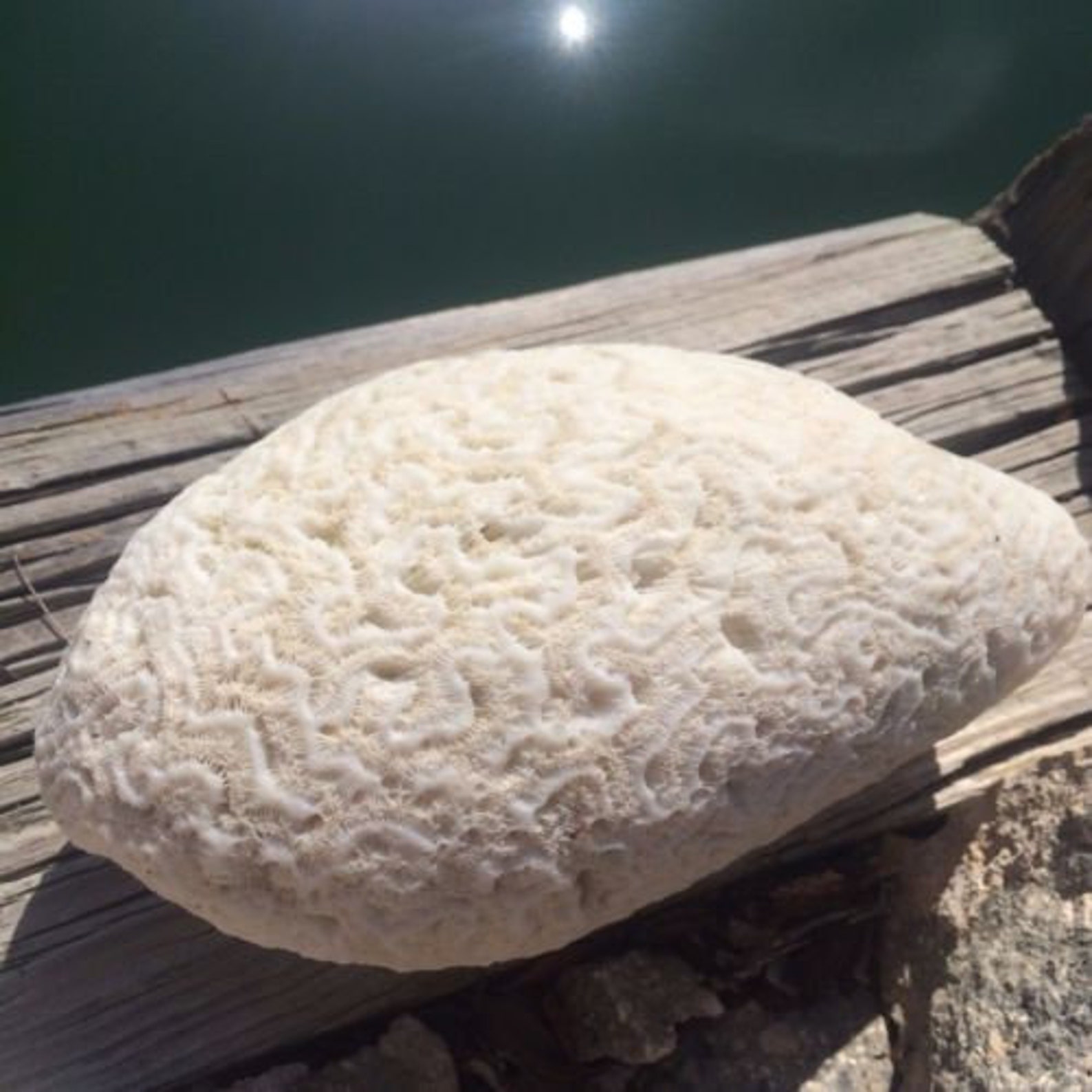 Brain Coral Fossil Collecting Natural White Coral Fossils Etsy
