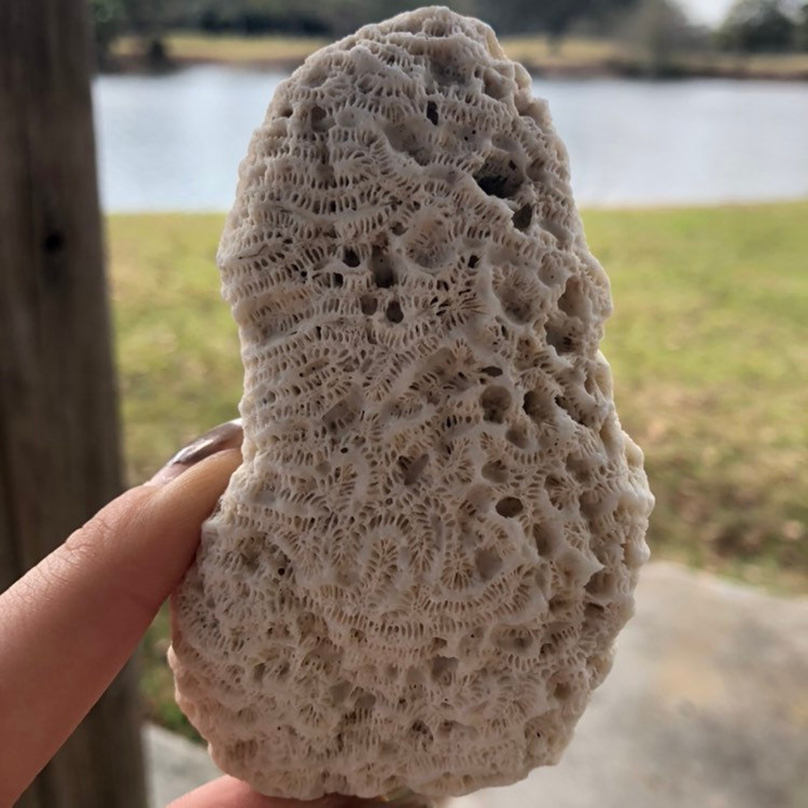 Brain Coral Fossil Collecting Natural White Coral Fossils Etsy