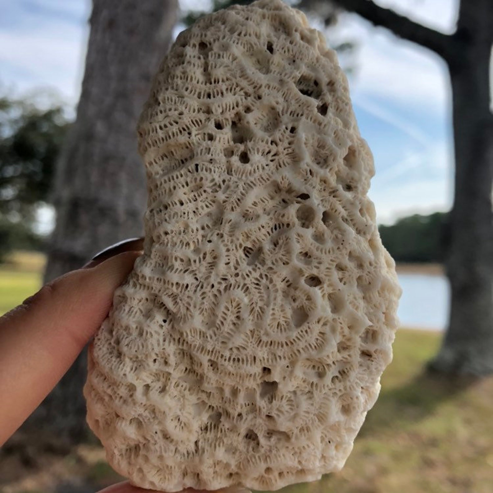 Brain Coral Fossil Collecting Natural White Coral Fossils Etsy