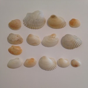 Bulk Sea Shells, Sea Shells, 14 pcs Shells, Natural Sea Shells, Craft Supplies, Jewelry Supplies, Home Decorations, Wedding Sea Shells