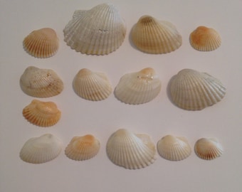 May include: A collection of 14 seashells of various sizes and shapes, ranging in color from white to light brown. The shells are arranged in rows on a white background.