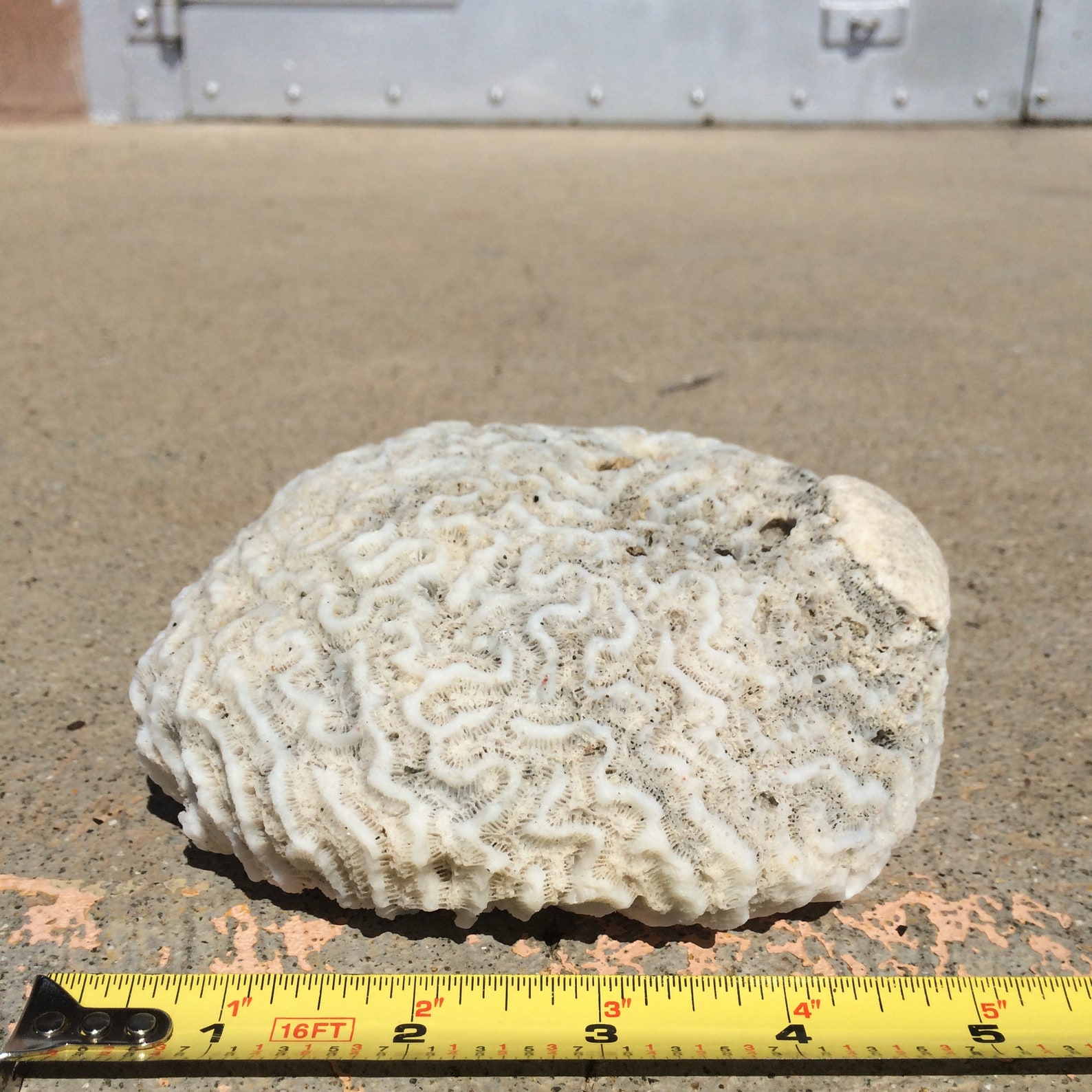 Brain Coral Fossil Collecting Natural White Coral Fossils Etsy