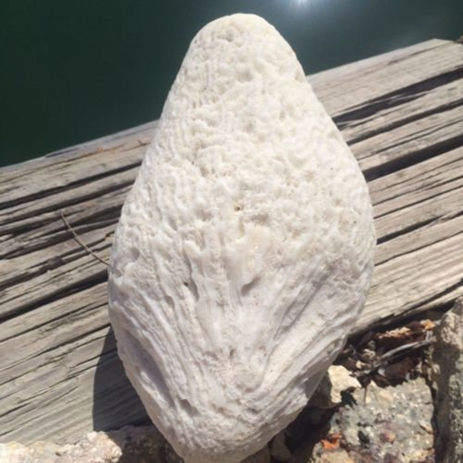 Brain Coral Fossil Collecting Natural White Coral Fossils Etsy