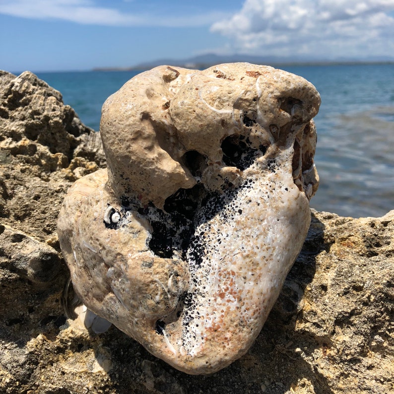 Mineral Sea Rock Conch Shell Fossilized Embedded Rock Etsy