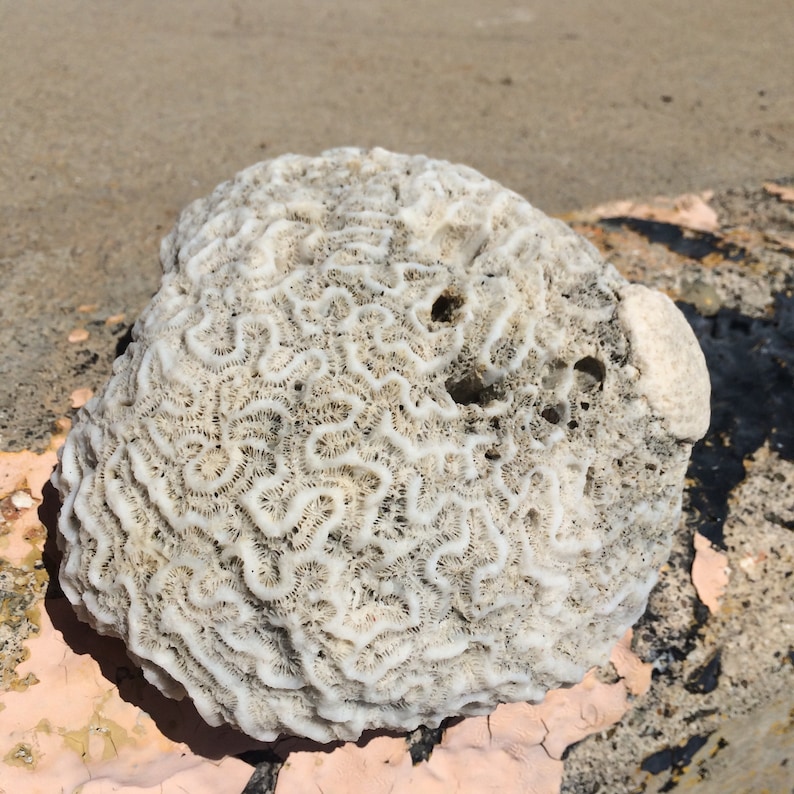 Brain Coral Fossil Collecting Natural White Coral Fossils Etsy