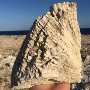 Könnte beinhalten: Ein großes, beigefarbenes, versteinertes Korallenfragment mit strukturierter Oberfläche. Die Koralle hat eine fächerartige Form mit sichtbaren Rippen und Rillen, vor dem Hintergrund eines Strandes und eines blauen Himmels.