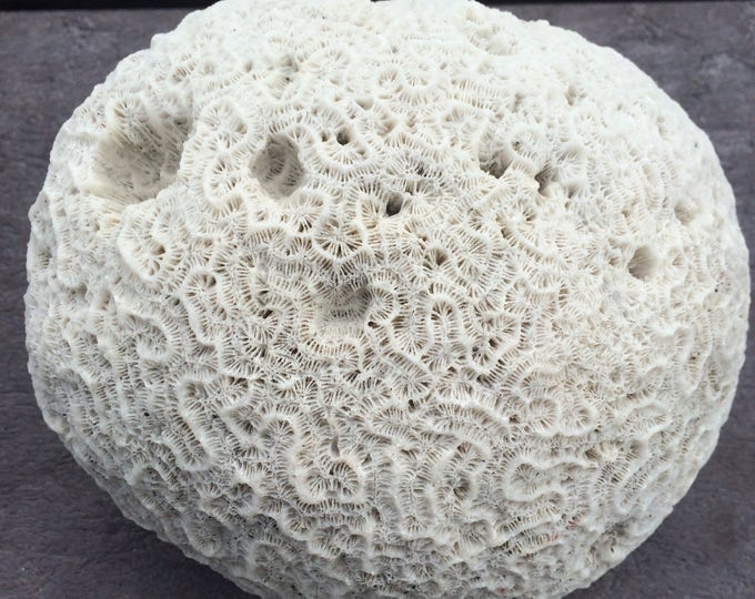 Brain Coral, Fossil Collecting, Natural White Coral Fossils, Fossil