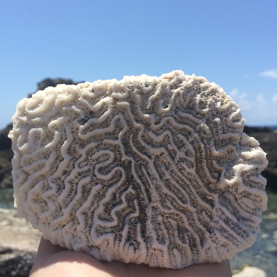 Brain Coral Fossil Collecting Natural White Coral Fossils Etsy