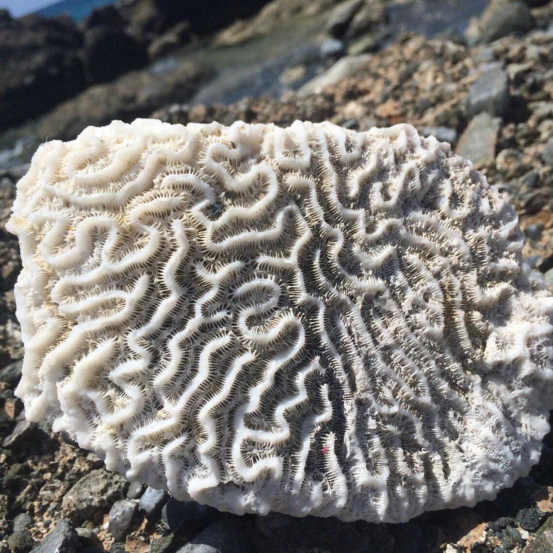 Brain Coral Fossil Collecting Natural White Coral Fossils Etsy