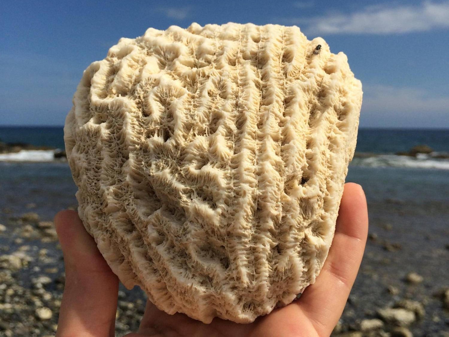 Arriba 45+ imagen fossil coral rock
