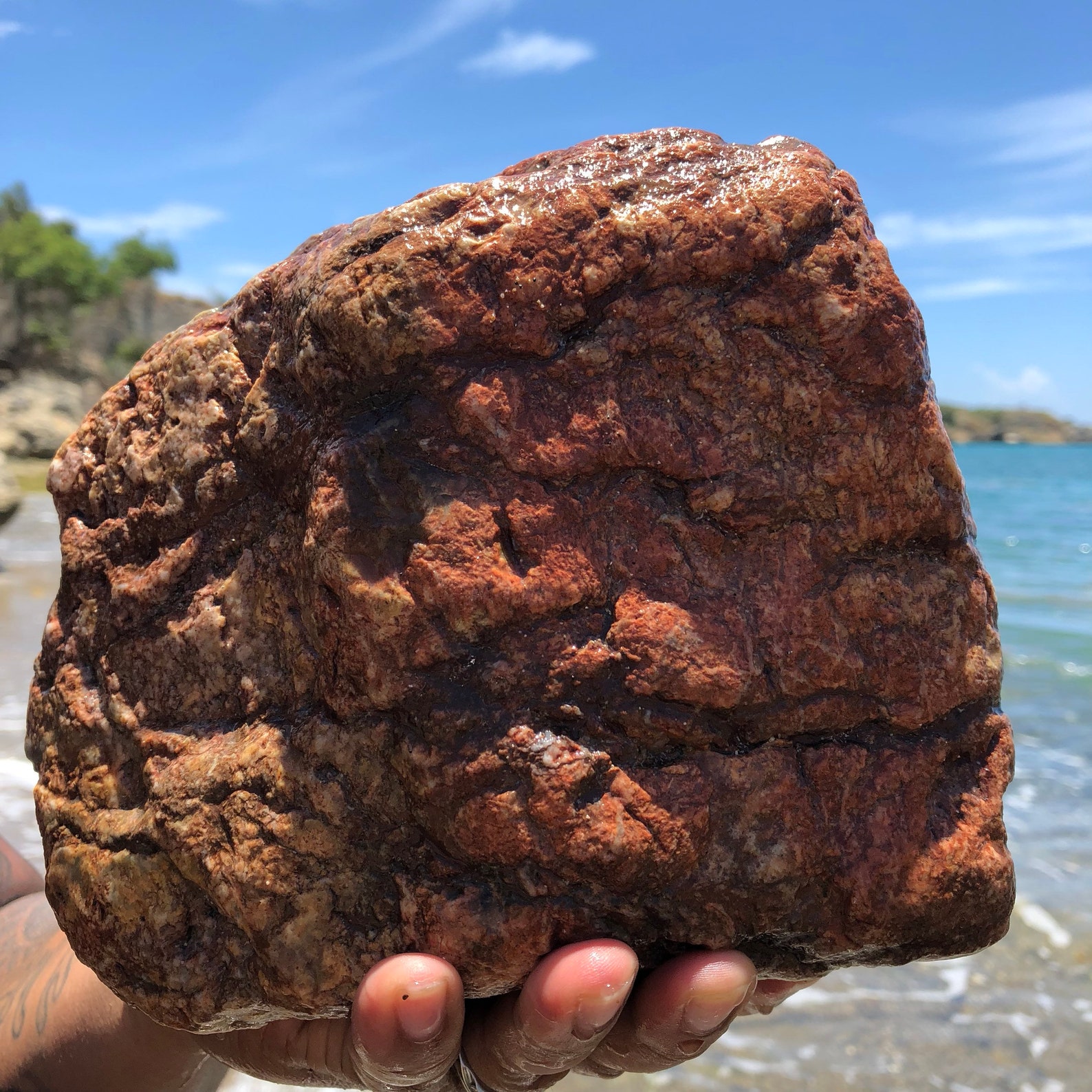 3 Mineral Sea Rocks Coral Fossils Embedded Rock Caribbean - Etsy