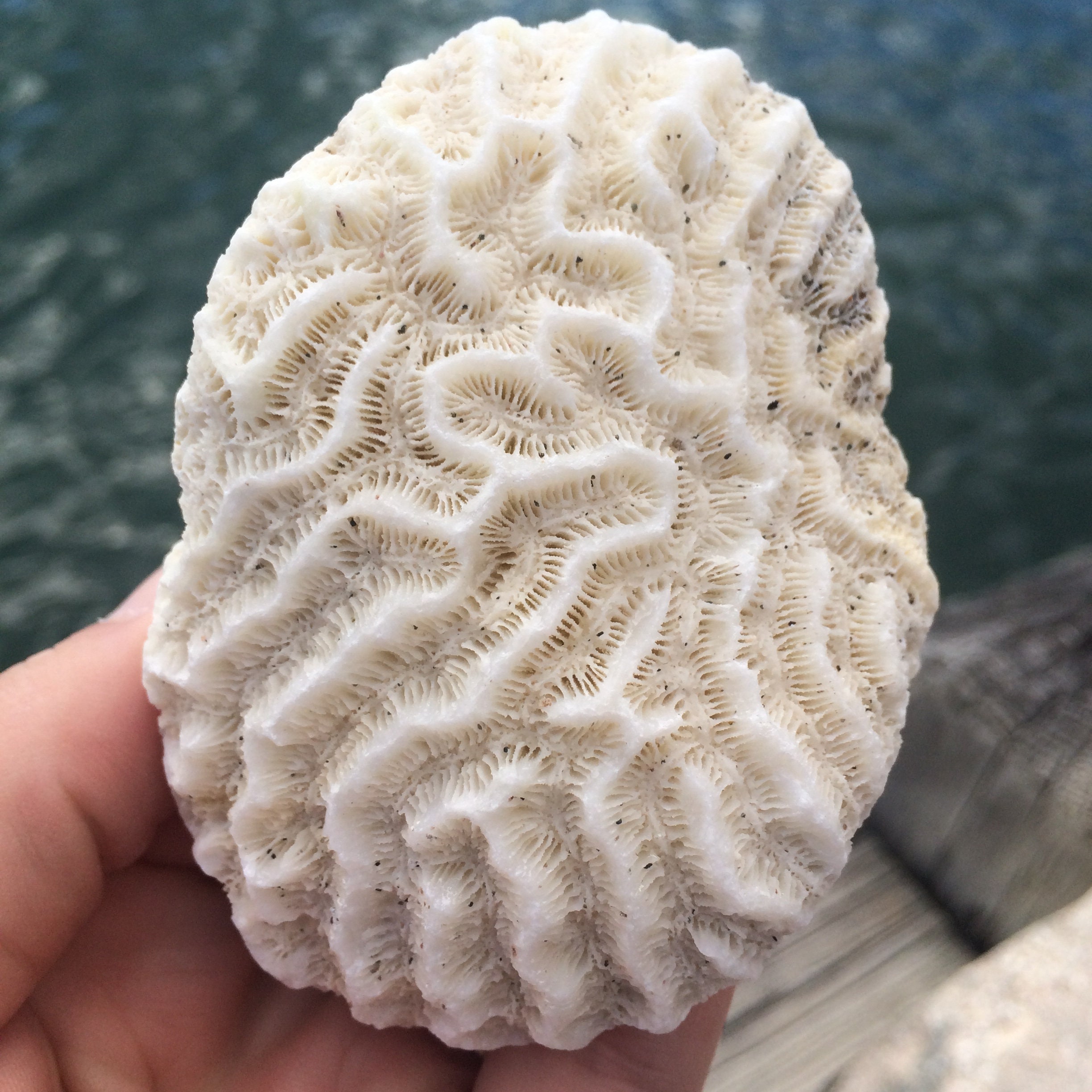 Arriba 34+ imagen brain coral fossil
