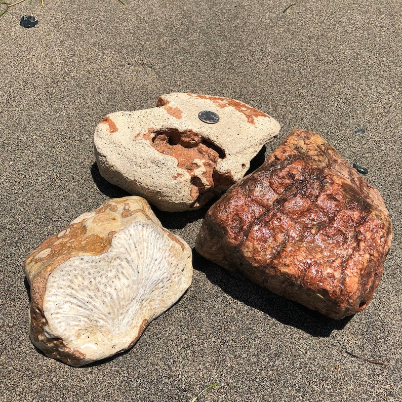 3 Mineral Sea Rocks, Coral Fossils, Embedded Rock, Caribbean Rock, Sea ...
