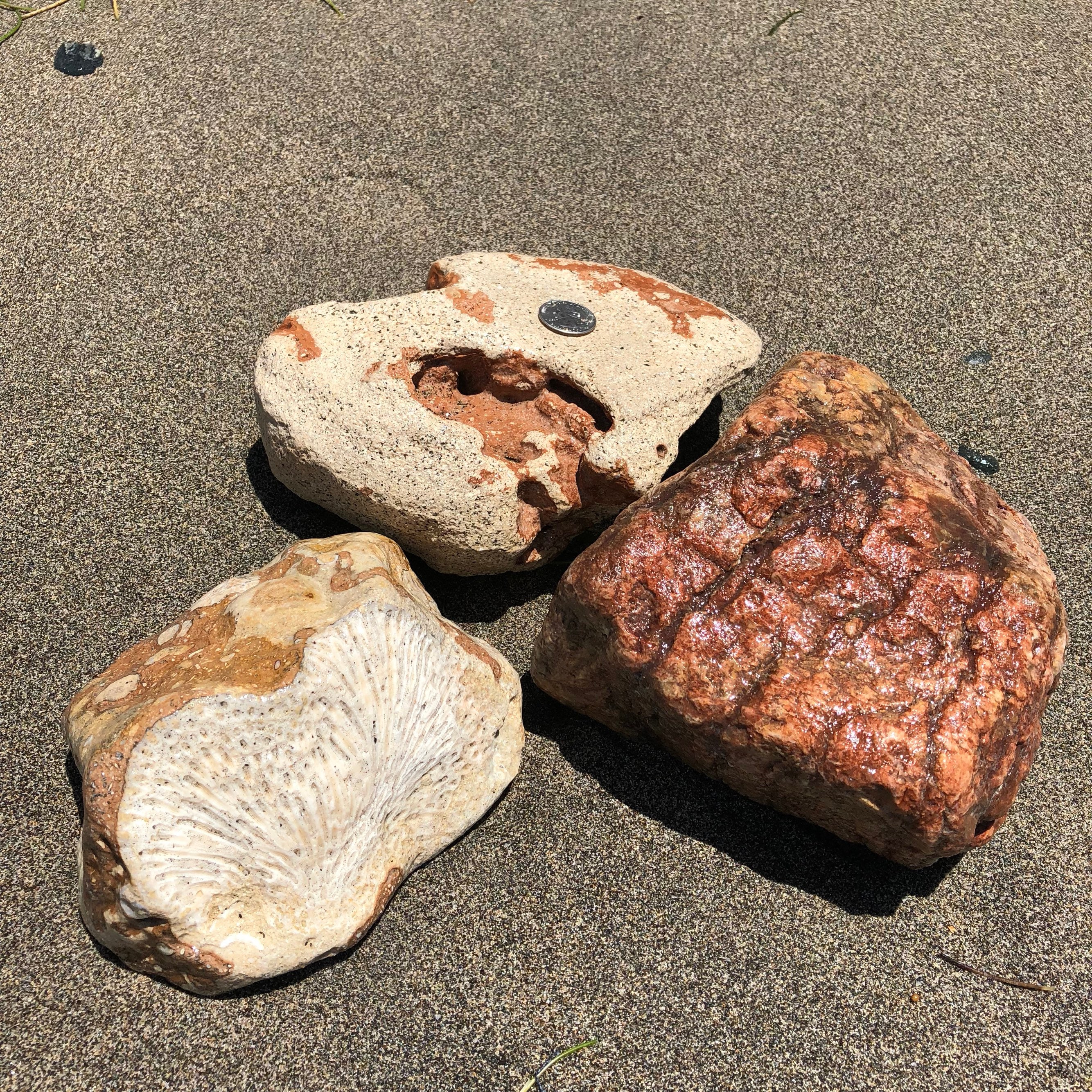 3 ミネラル海岩、サンゴの化石、埋め込まれた岩、カリブ海の岩、海石