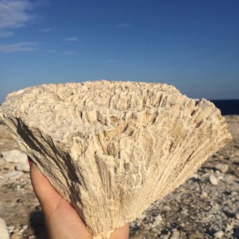 Fossil Coral Rocks Natural Rustic Coral Fossil Very Old Etsy