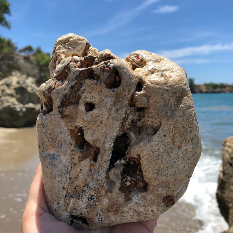 Mineral Sea Rock Conch Shell Fossilized Embedded Rock Etsy