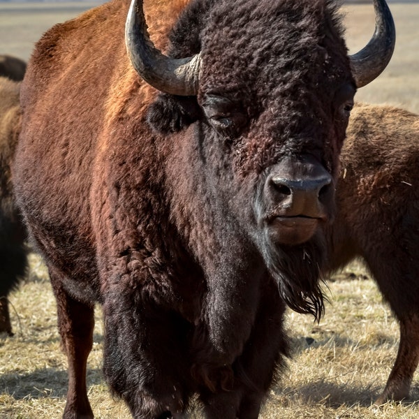 Male Bison (called bulls) or Buffalo out on the open range in southeast Kansas. Tiled Head of the Herd.  American Bison.