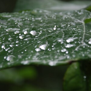 This Green Leaf with Rain Drops looks like velvet. Showing the simplicity of nature in this photograph