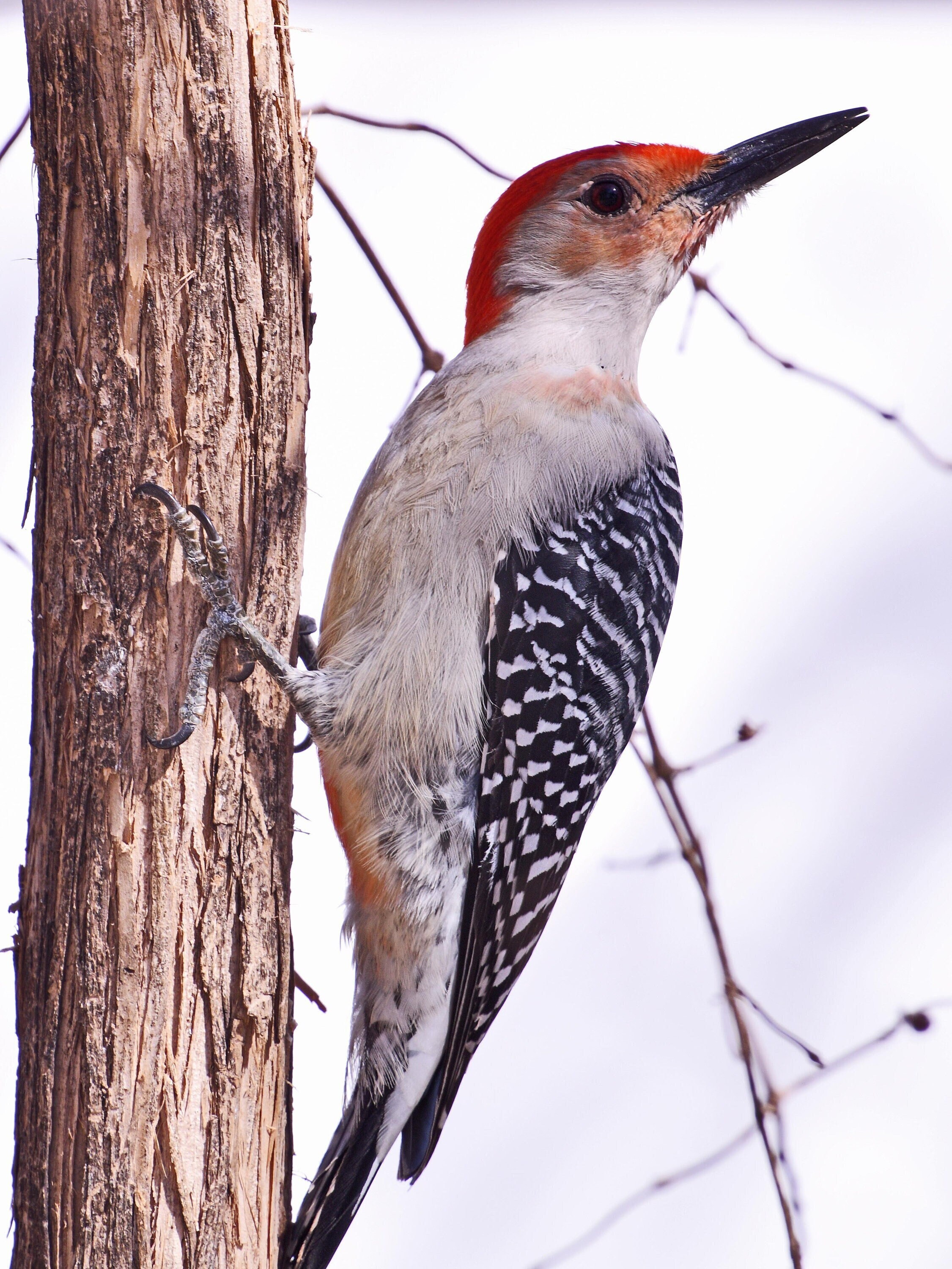Red Bellied Woodpecker Tapping On A Tree In Our Backyard This Etsy