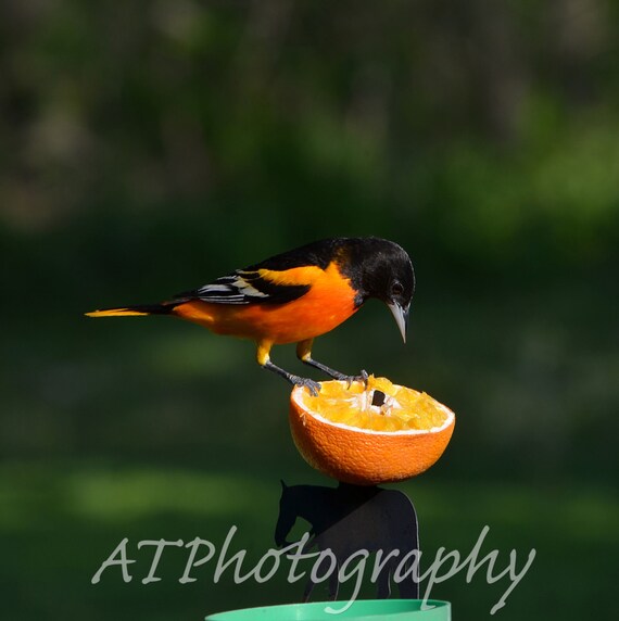 Wild Birds such as the Baltimore Oriole  in Nature make Bird Photography & Wildlife Photography can make Great Greeting Cards or Home Decor