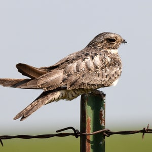 Rustende Havik van de Nacht op omheiningspost in Kansas Flinthills.  Nighthawks zijn goed gecamoufleerd in grijs, wit, buff en zwart. Foto Wilde vogel