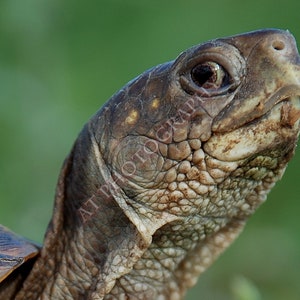 Bild einer Schildkröte, kleben, seinen Hals und Kopf aus für ein Tierwelt-Foto für jede Grußkarte Kunst oder Wildtiere Einrichtung mit Reptilien.