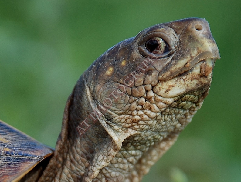 Picture of a Turtle Sticking His Neck & Head Out for a Wildlife Photo 