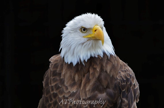 Tete Daigle Dun Aigle A Tete Blanche Les Aigles Sont Un Etsy