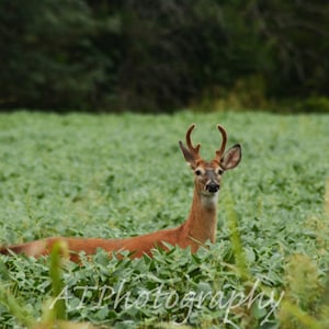 While Deer hunting for Wildlife photography I saw a Deer Head in a soybean field, Deer Photo for Deer Print for Wall Art, Greeting Card Art