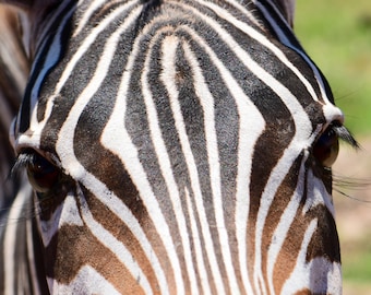 Stripes forever!  Zebra face showing the black & white stripes and beautiful eyes.