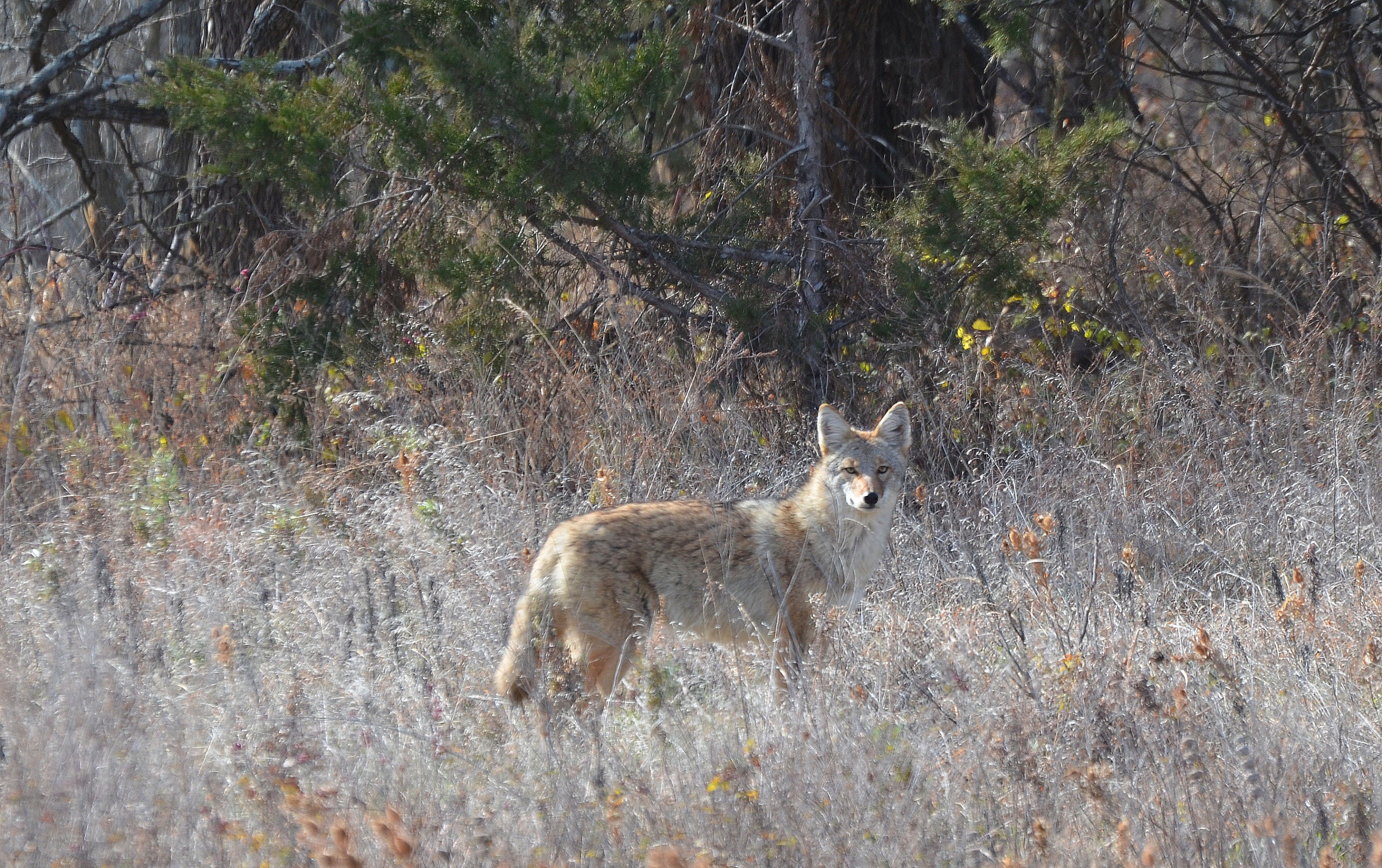 coyotecore #coyotetherian #therian #aesthetic #coywolf in 2023