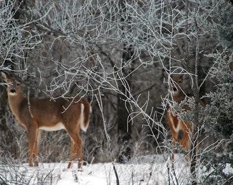 While hunting for Wildlife to photograph I saw these little Does White tail Deer. Deer Print for a Winter Scene Wall Art/Greeting Card Art