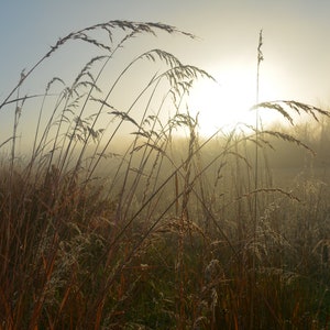 Tall Grass and Webs, prairie Grass Spider Webs, Morning Dew,Sunrise and dew,