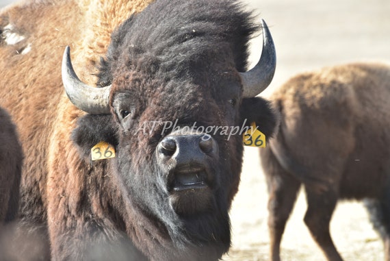 American Bison Watercolor Print Portrait Orientation Western Art Animal Painting Buffalo Ranch
