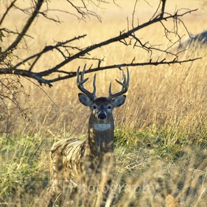 May include: A white-tailed deer buck with large antlers stands in a field of tall, dry grass. The deer is looking directly at the camera. The background is a blurred image of a tree branch.