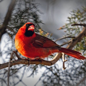 Early Spring Cardinal, a beautiful Red Bird in a Pine Tree.  Wild Bird Photography Art for Unique Greeting Cards, Wall decor home or office.