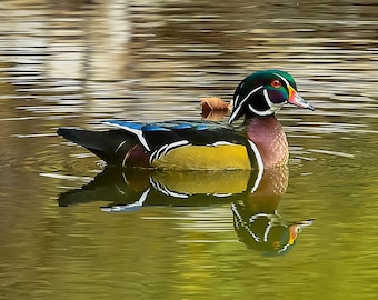Wood duck on a Kansas pond is a colorful photography