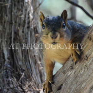 Squirrel print of a cute Squirrel posing for a photo shoot, wildlife photography for wall decor, uniquely funny special greeting card art