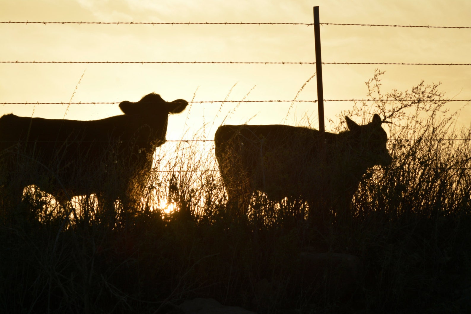 Cattle in the Sunset on Kansas Prairie Can Look Like This Landscape