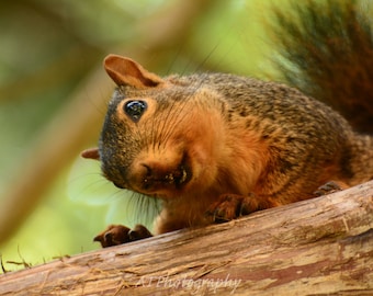 Een schattige uitdrukking van een boomeekhoorn maakt een grappige verjaardagskaart, natuurfotografie, bosboomeekhoorn voor muur-/landdecor