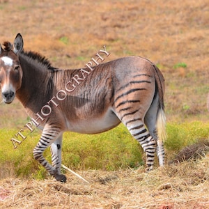 Zonkeys un mélange de zèbres et d'ânes // Photo équine // Art mural scène de campagne // Flint Hills of Kansas Prairie // Longues oreilles et rayures