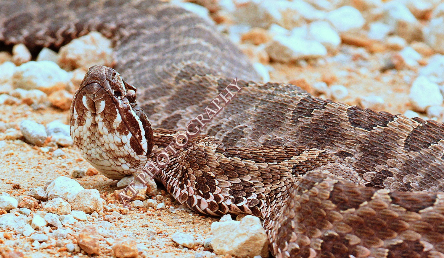 Kansas Rattler is a Viper/vipers Venomous Snakes on the Kansas Prairie