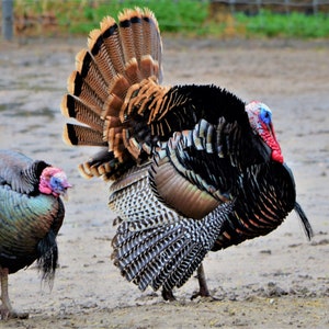North America Wild Tom Turkeys. Strutting their stuff for the girls. Just in time to make your personal Thanksgiving Day greeting card