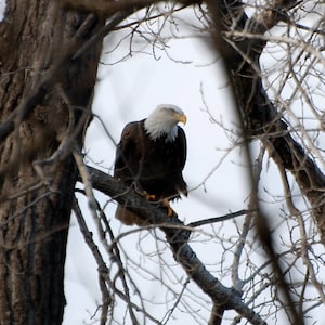 Mature Bald Eagle perched in a tree on the hunt.  Great Wall Decor or a Greeting Card Image.