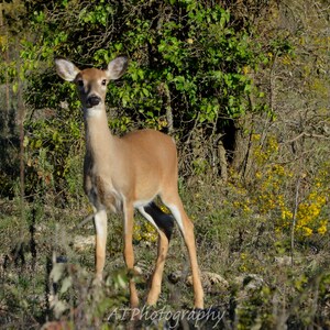 Nature at its best A Baby White Tail Deer known as a Fawn standing beside the road.  Great for Rustic Decor, Gift Idea or a simple Note